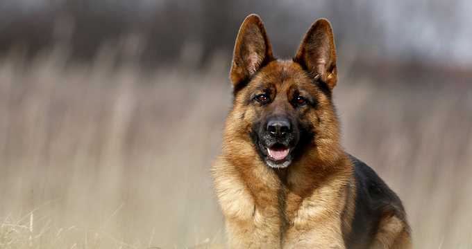 Everything about the breed Everything about the breed