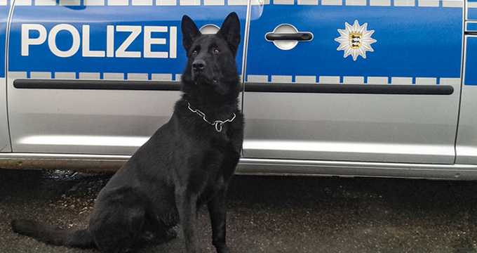 The German Shepherd in service The German Shepherd in service