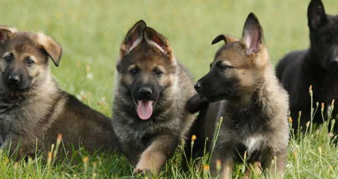 Breeding and upbringing Breeding and upbringing