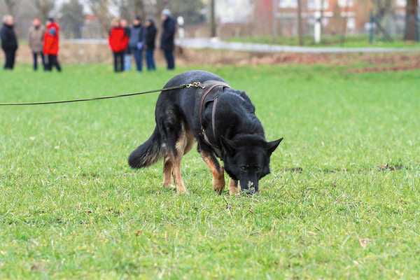 Fährtenhund