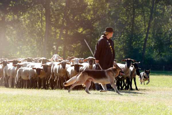 Herdengebrauchshund