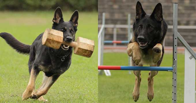 SV-Bundessiegerprüfung IGP & Agility