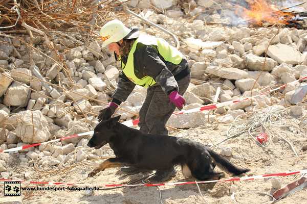 Rescue dog