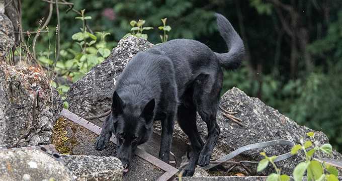 SV-Bundessiegerprüfung für Spezialhunde & Internationales Championat & SV-Deutsche Meisterschaft Spezialhunde