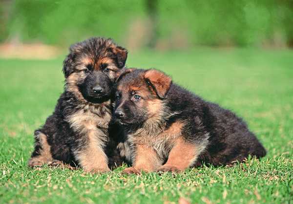 Zwei Schäferhund-Welpen spielen auf einer Wiese